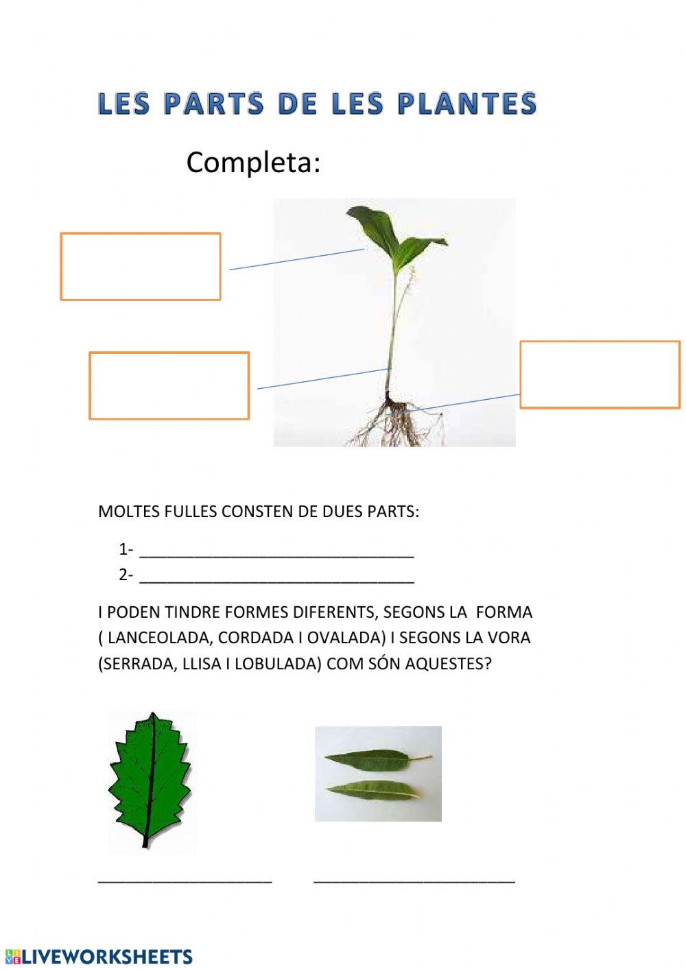 Les parts de les plantes