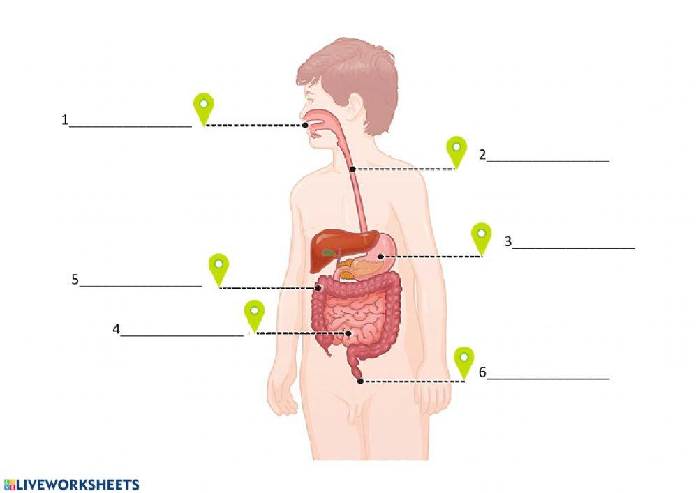 Digestive System