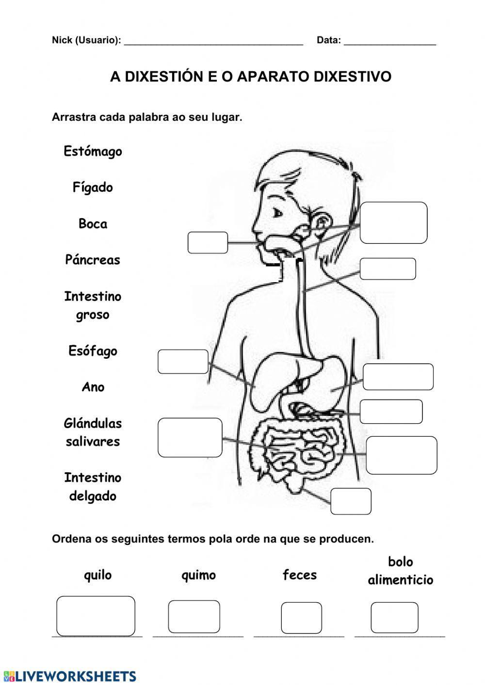 Nutrición 2. A dixestión e o aparato dixestivo Nutrición 2. A dixestión e o aparato dixestivo