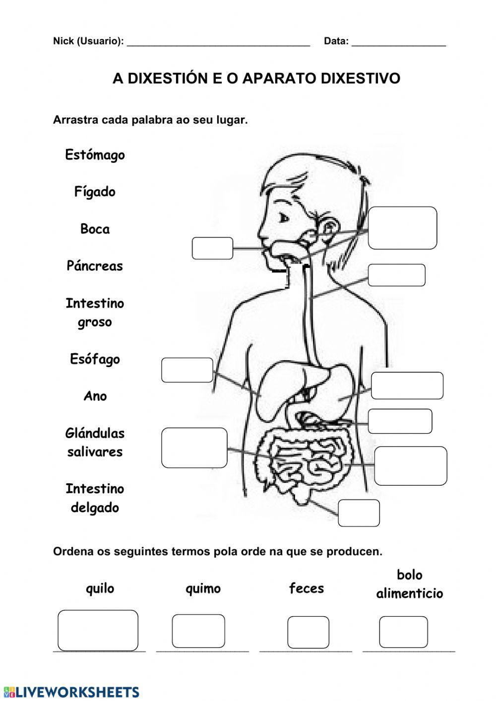 Nutrición 2. A dixestión e o aparato dixestivo