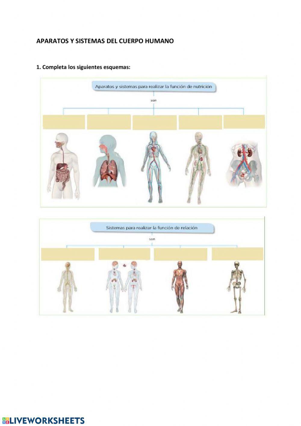 Aparatos y sistemas del cuerpo humano