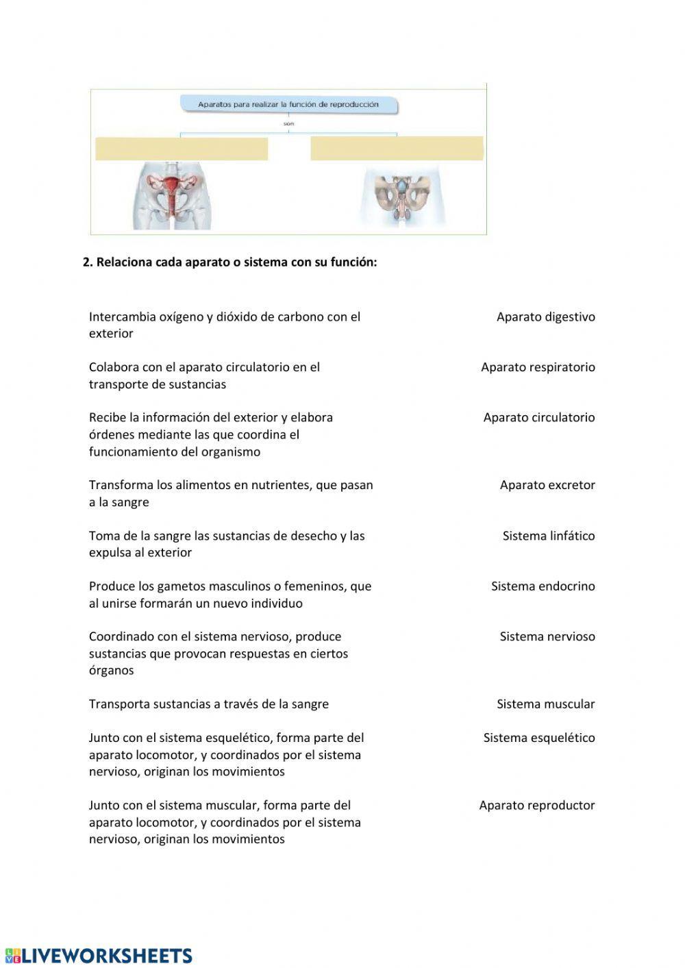 Aparatos y sistemas del cuerpo humano