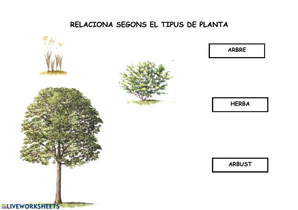 Relaciona les plantes segons el tall