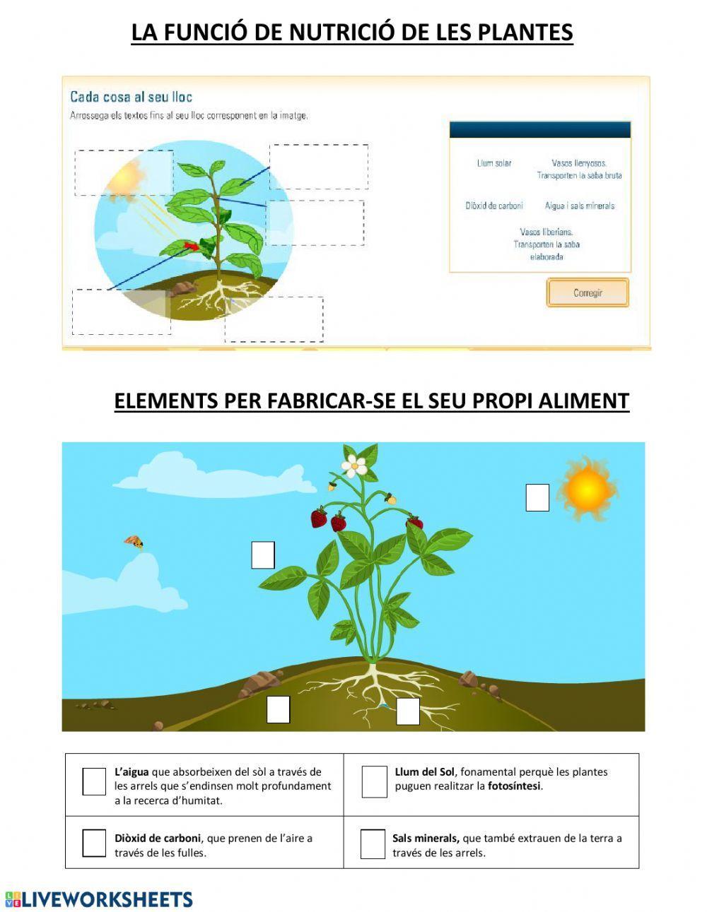 La nutrició de les plantes
