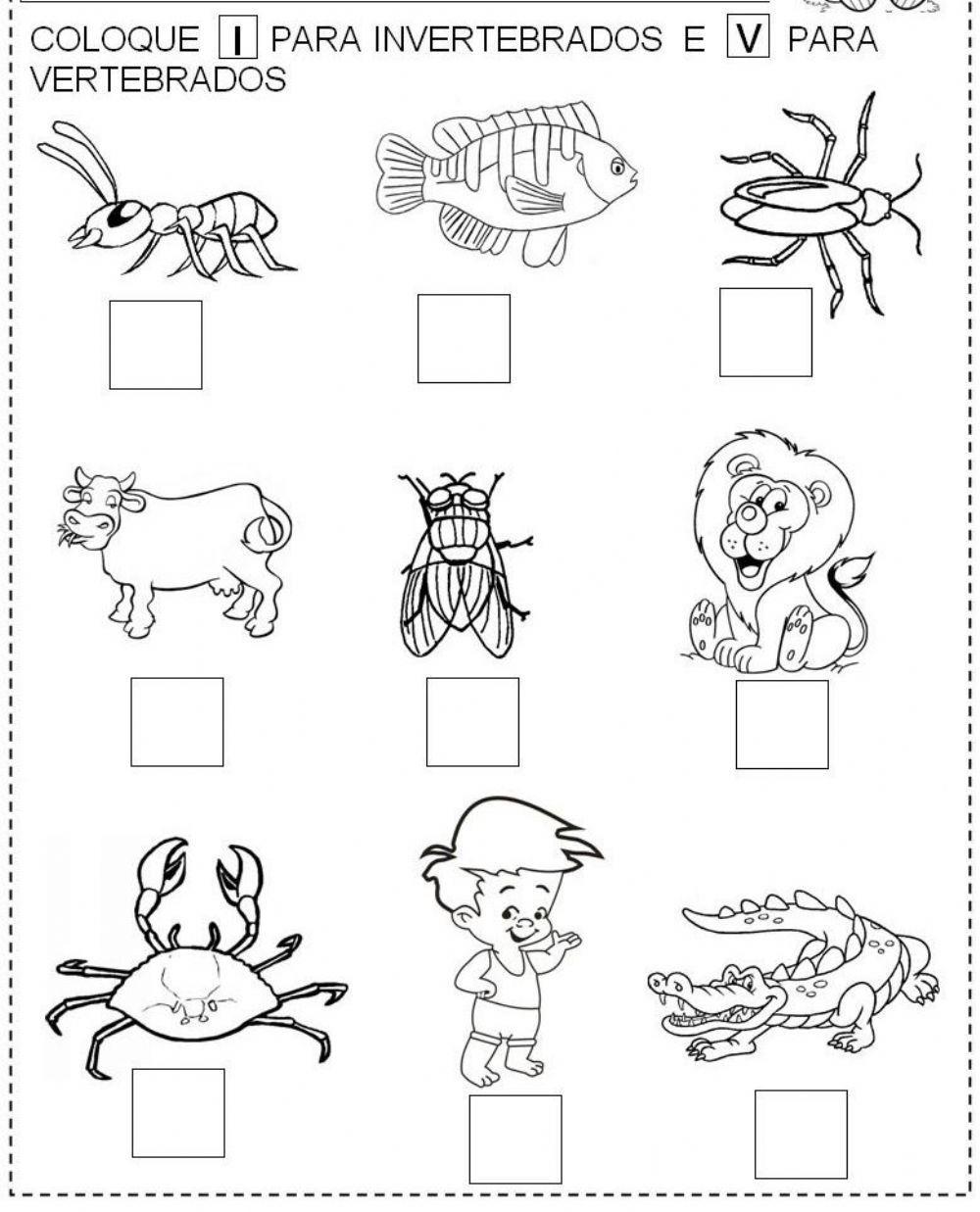 Vertebrados e invertebrados