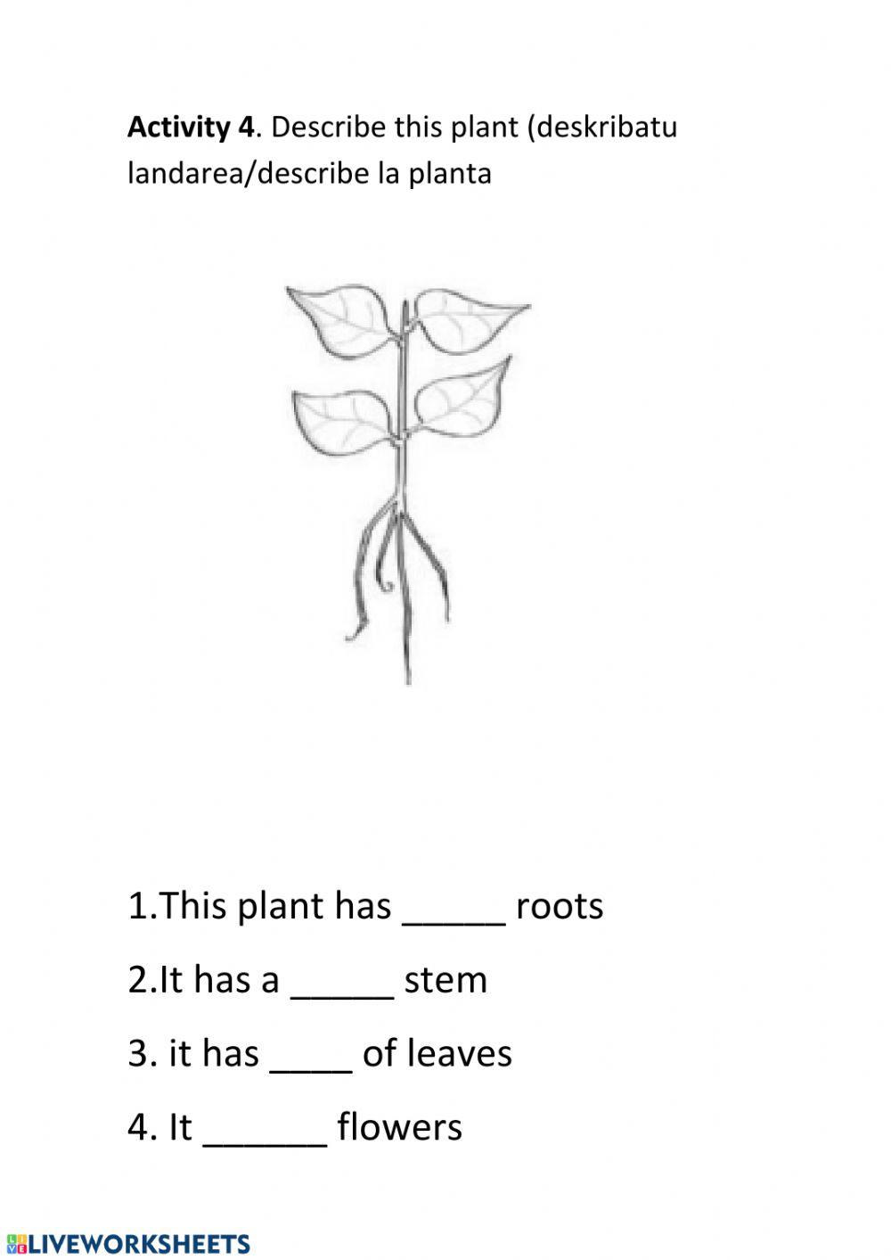 Describe a plant