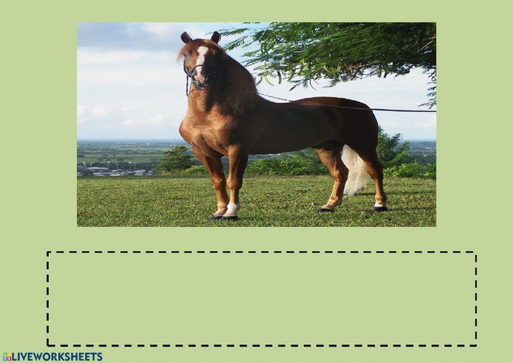 Vocabulario animales