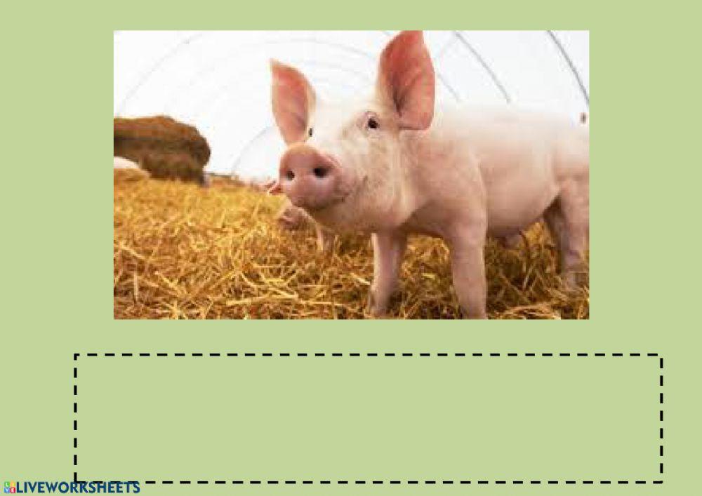 Vocabulario animales