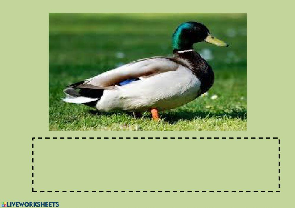 Vocabulario animales