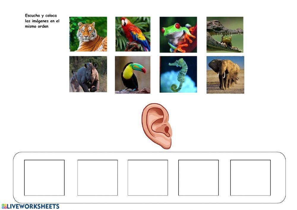 memoria secuencial auditiva