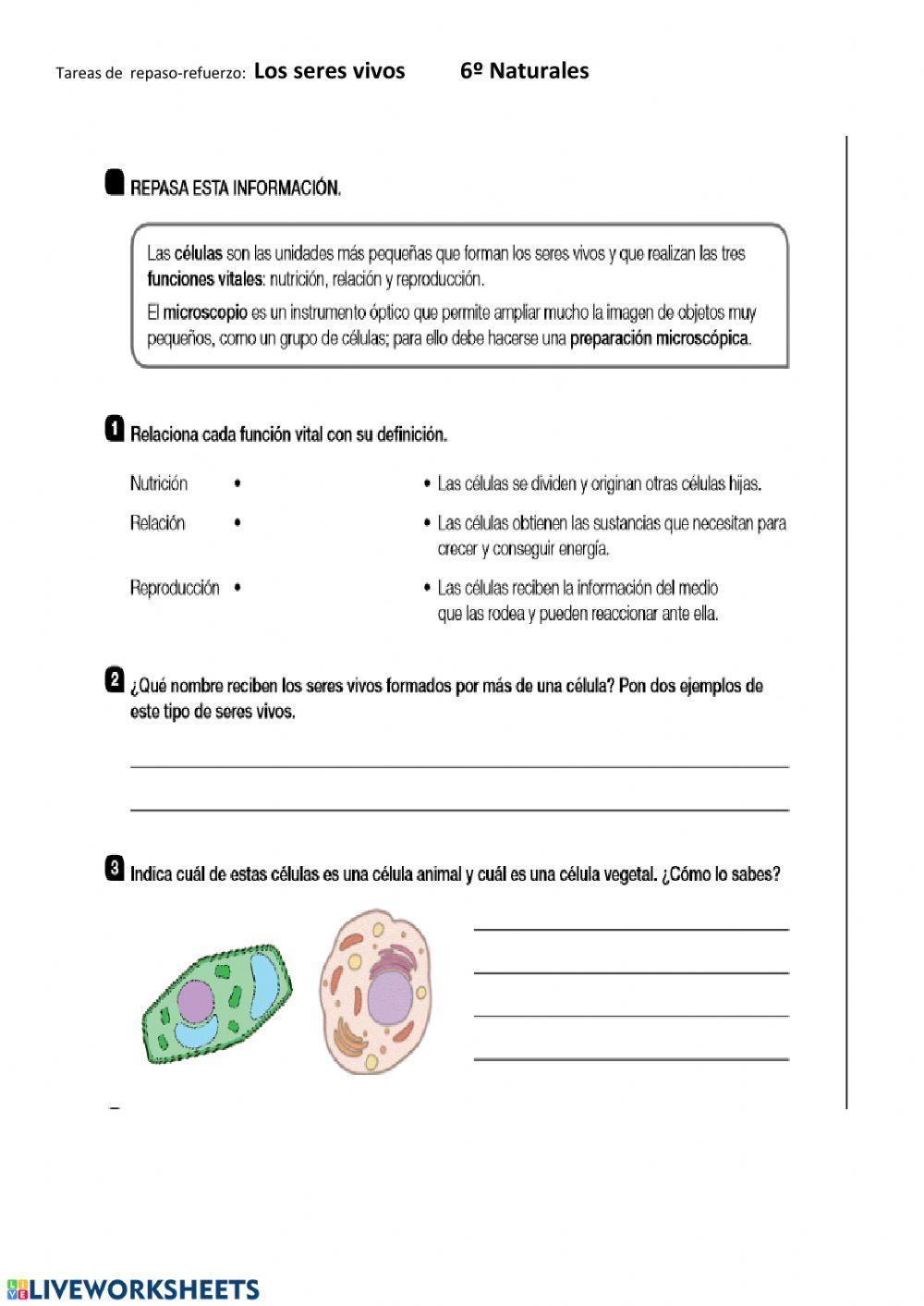 ficha 1 de repaso refuerzo Los seres vivos Naturales 6º primaria