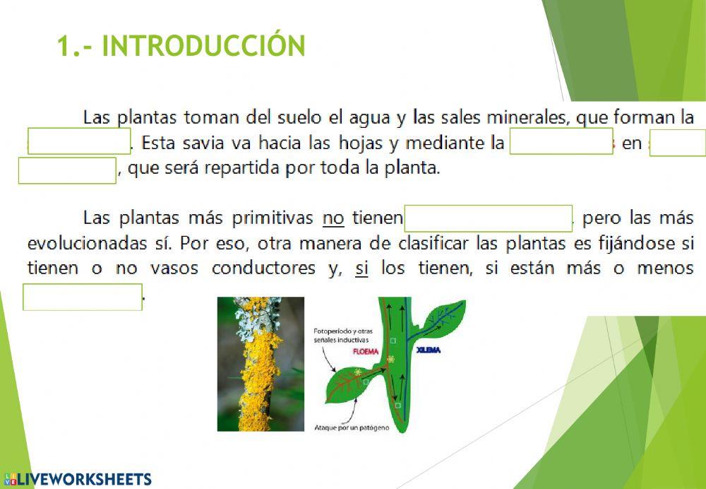 Las plantas 