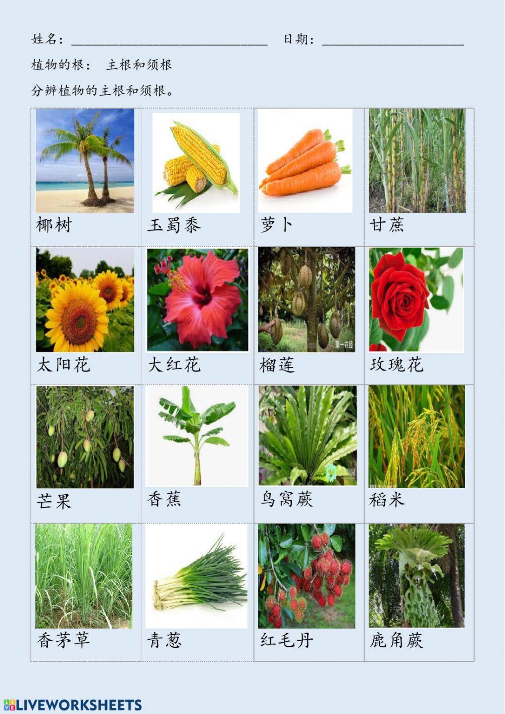 一年级 科学植物的根