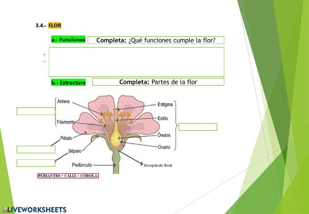 Las plantas. Parte 3