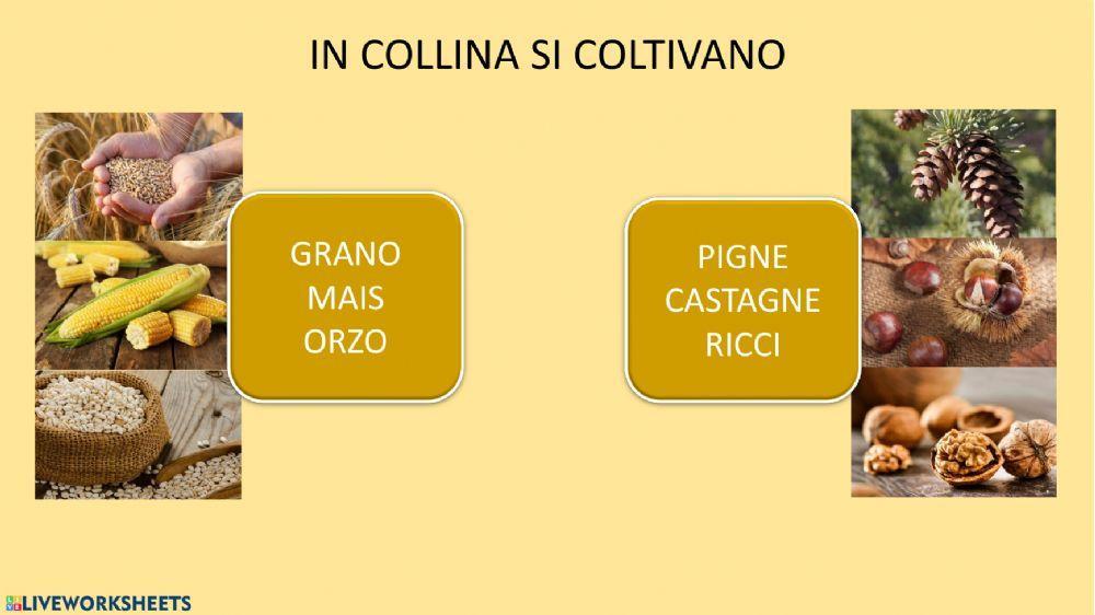 Quiz Collina