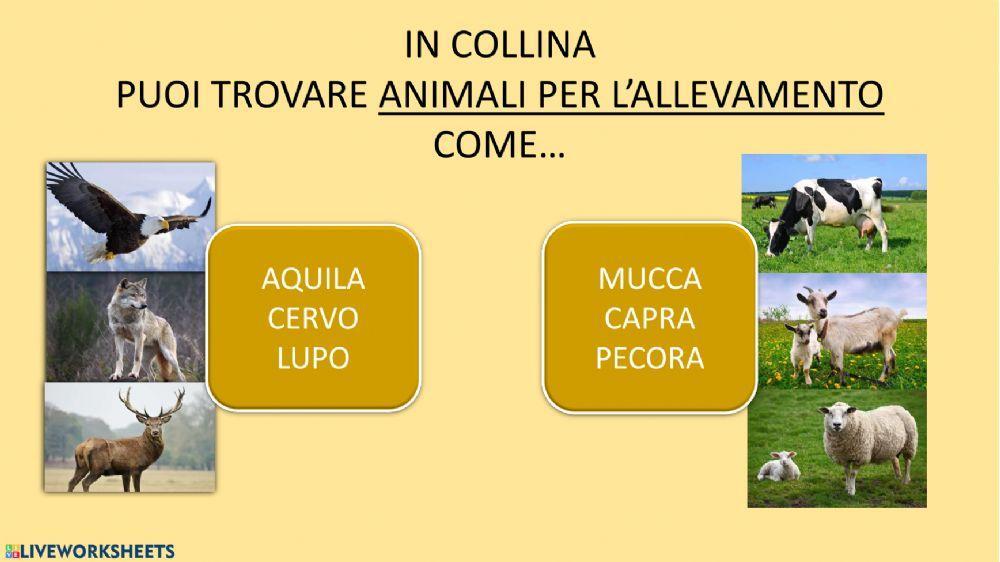Quiz Collina