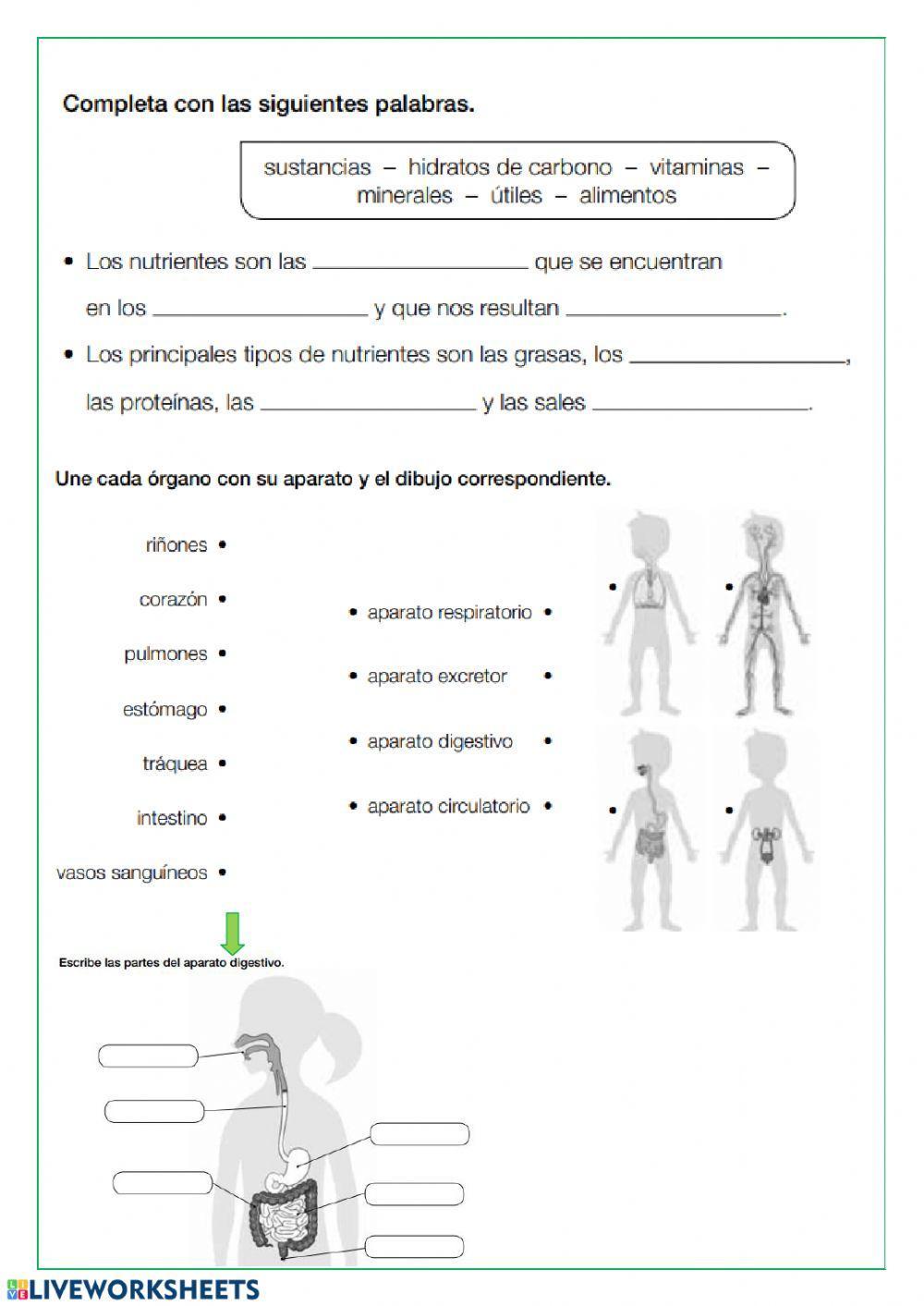 LAS FUNCIONES VITALES