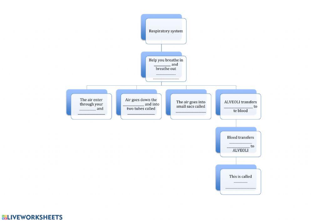 Respiratory System scheme