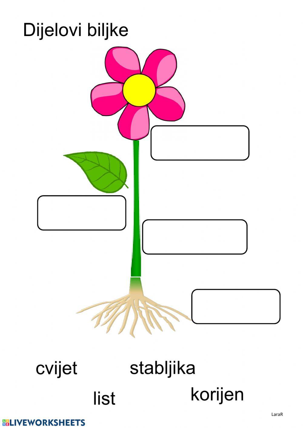 dijelovi biljke (globalno čitanje)