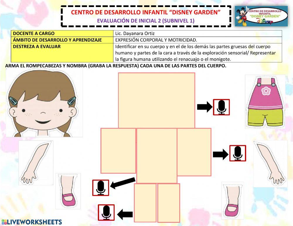 Las partes gruesas del cuerpo humano