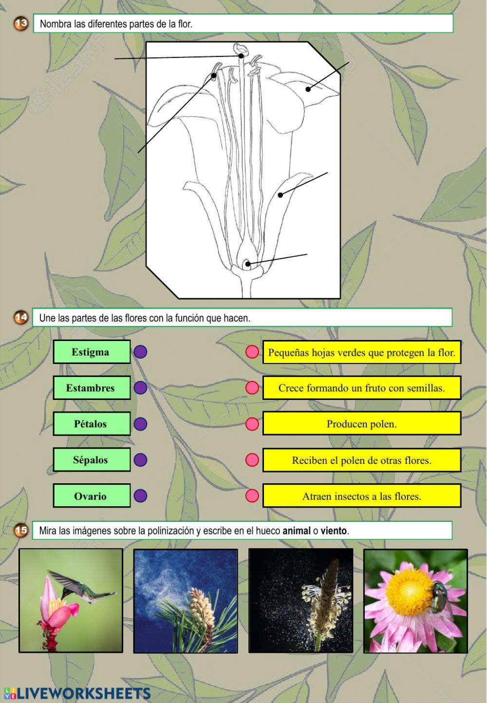 Actividades sobre las plantas 2