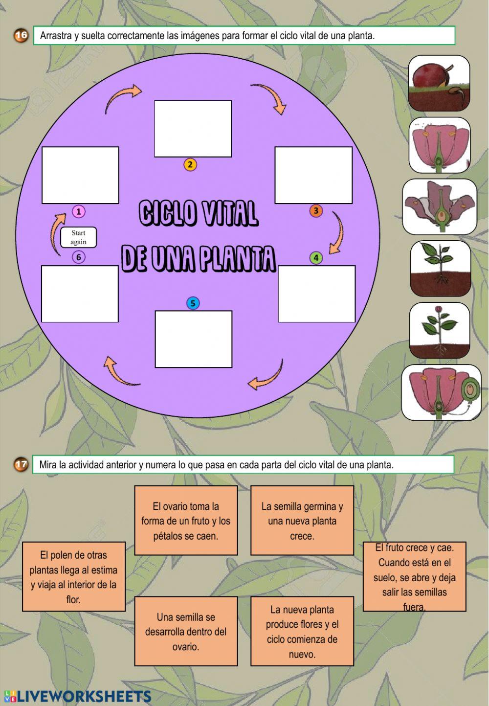 Actividades sobre las plantas 2