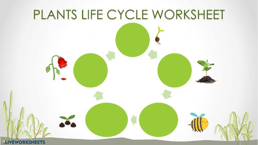 Plants life cycle