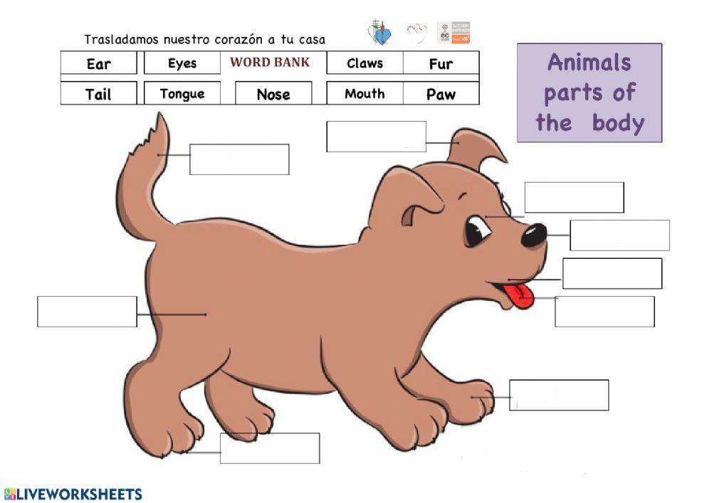 Parts of an Animal vs Parts of a Person