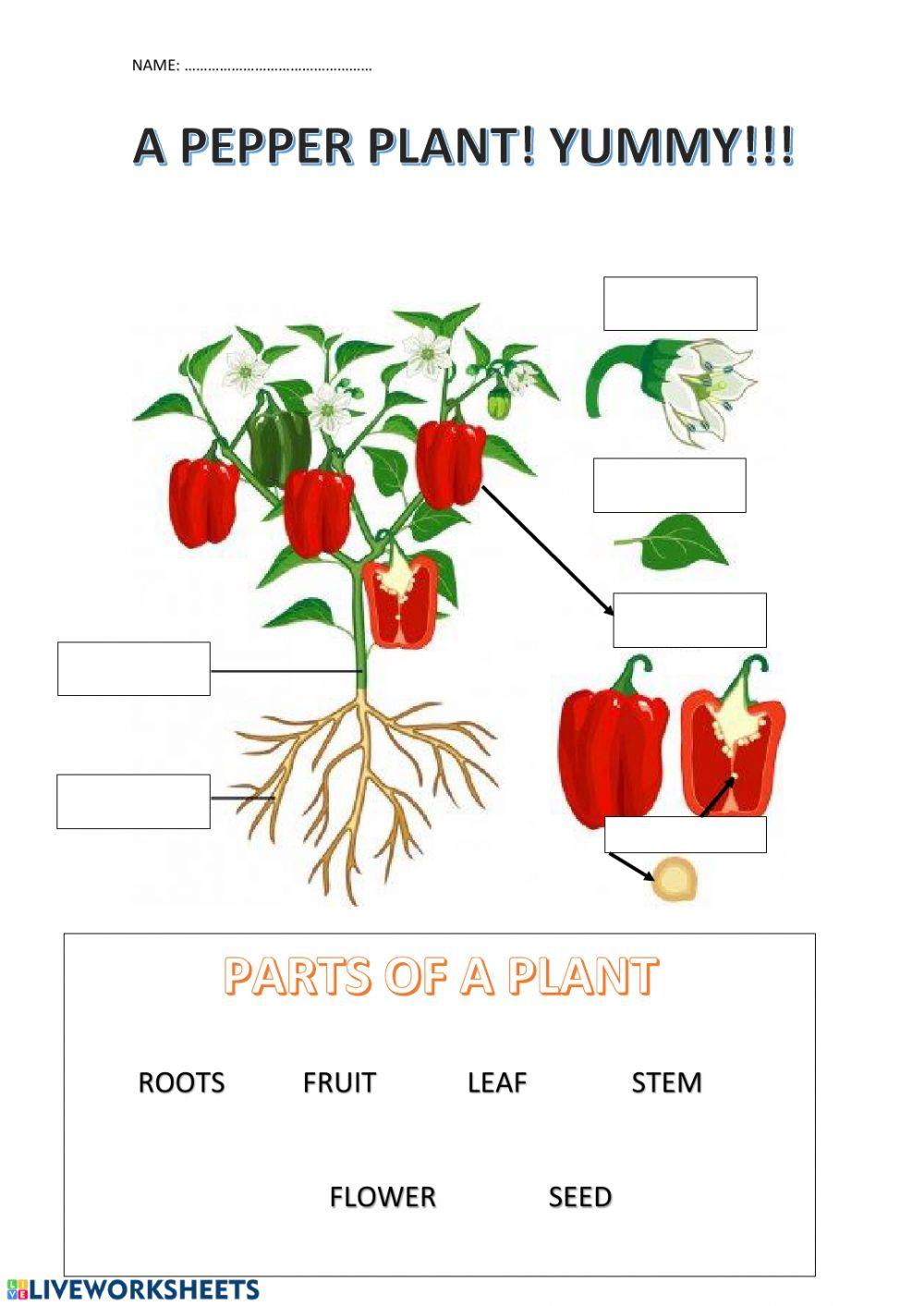 Label the plant