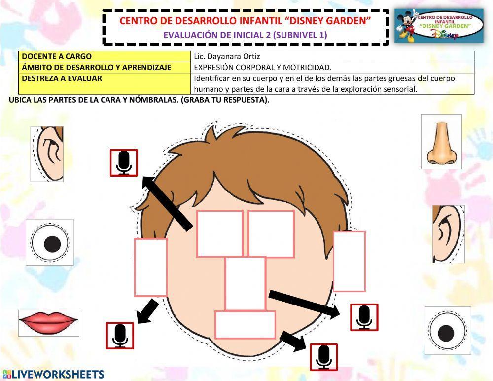 Las partes de la cara