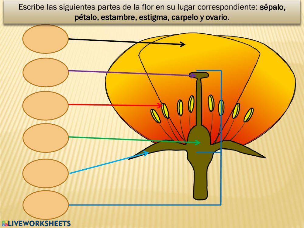 Partes de la flor y polinización