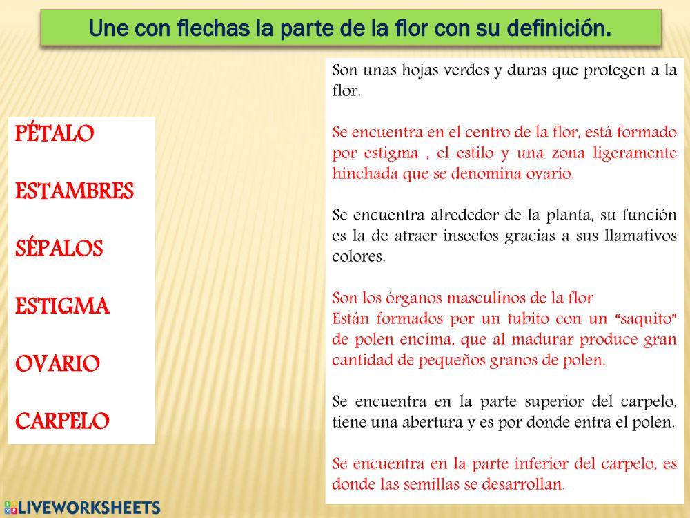 Partes de la flor y polinización