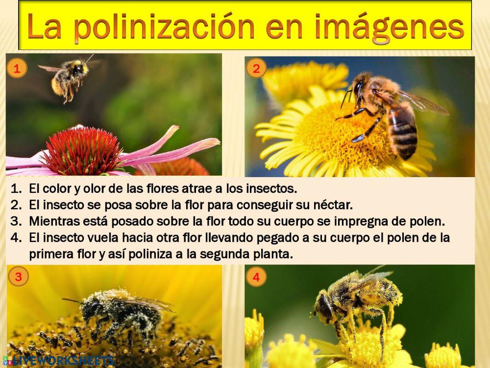 Partes de la flor y polinización
