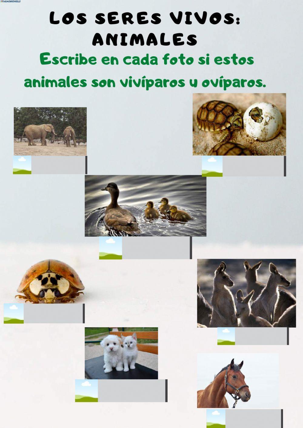 ¿VÍPAROS U OVÍPAROS?