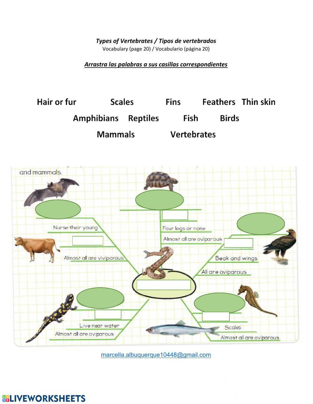 Types of vertebrates