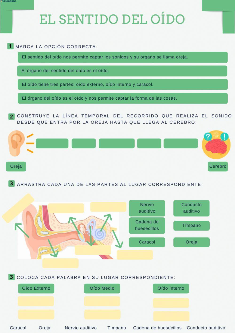 El sentido del oído