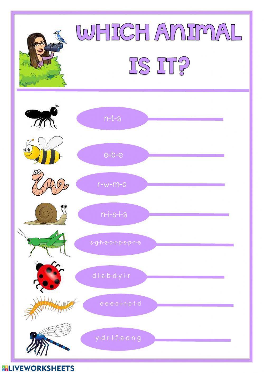Insects Insects