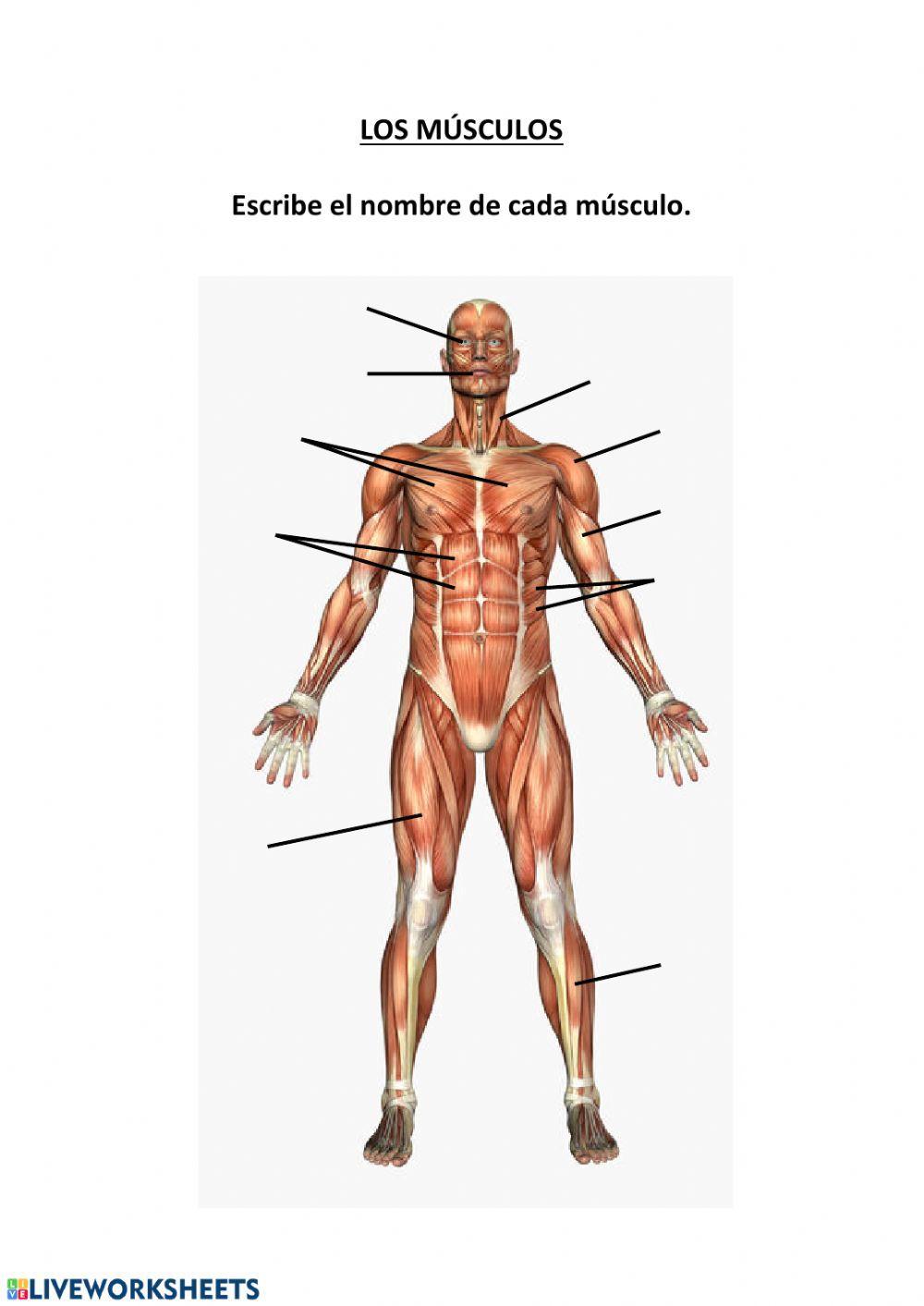 Los músculos 5º primaria