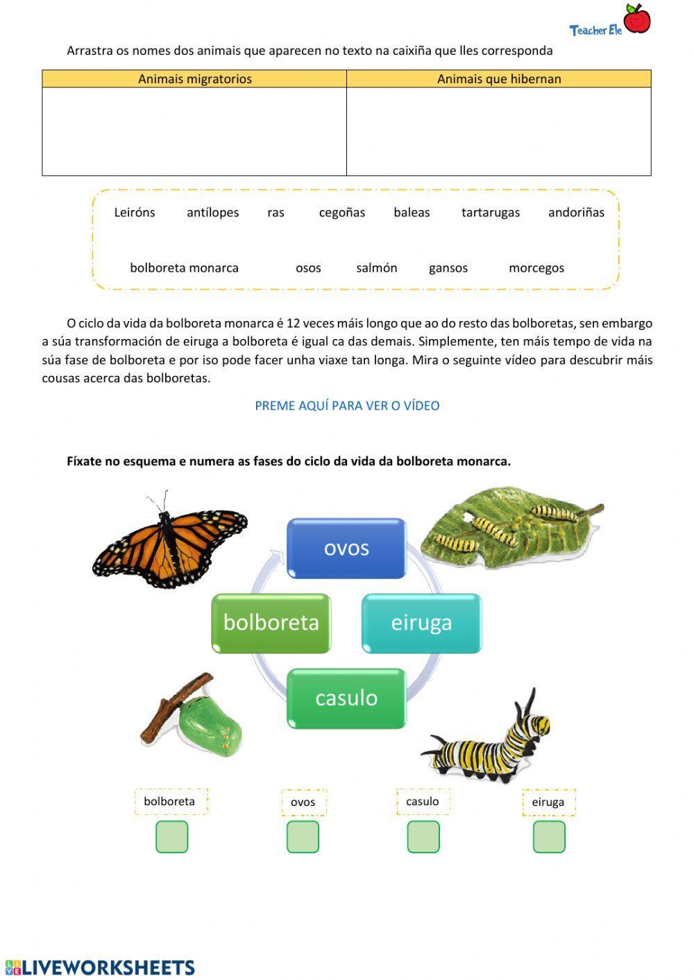 Hibernación e ciclo da vida da bolboreta monarca