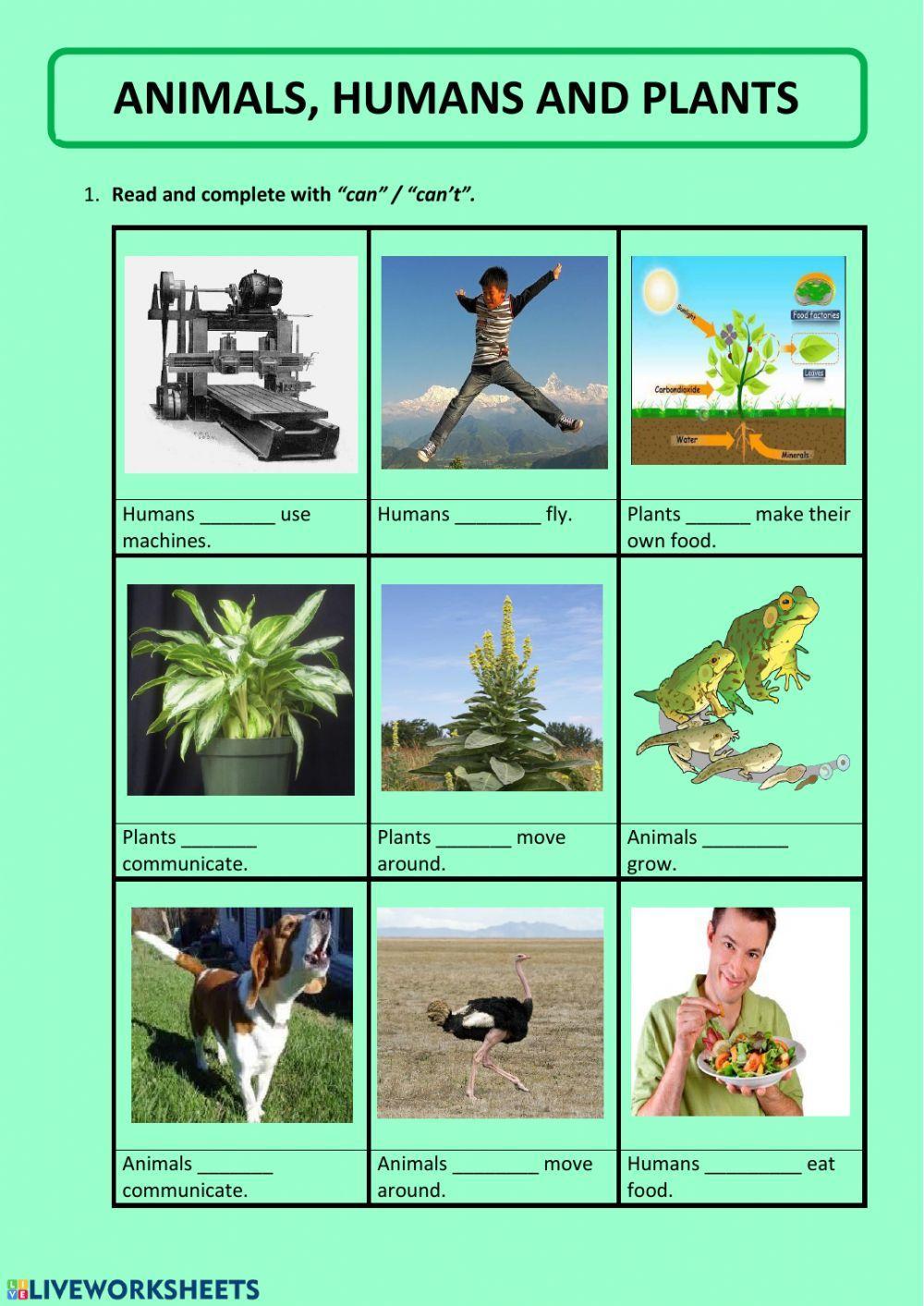Animals, humans and plants