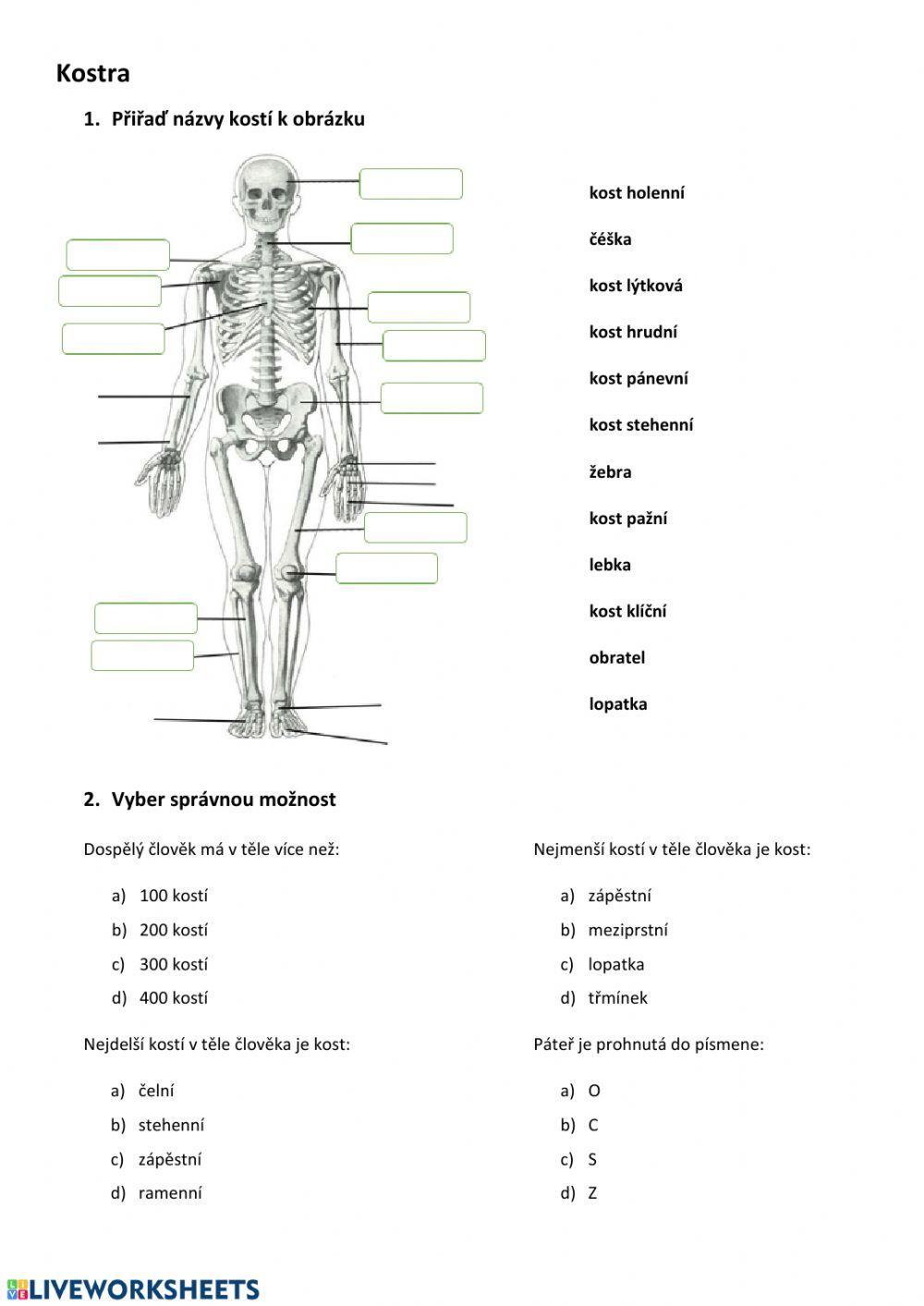 Kostra a dýchací soustava