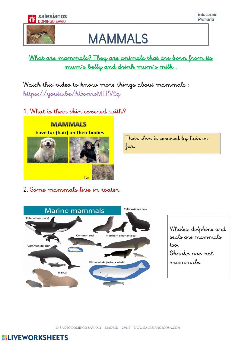 mammals 1st grade online exercise for | Live Worksheets
