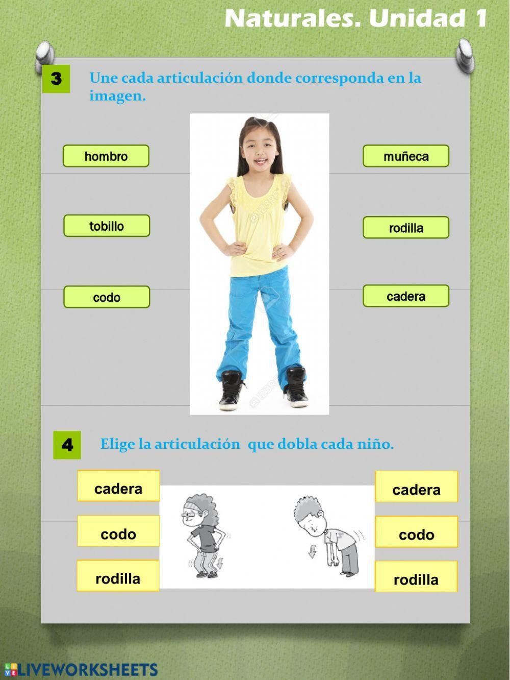 Huesos y articulaciones