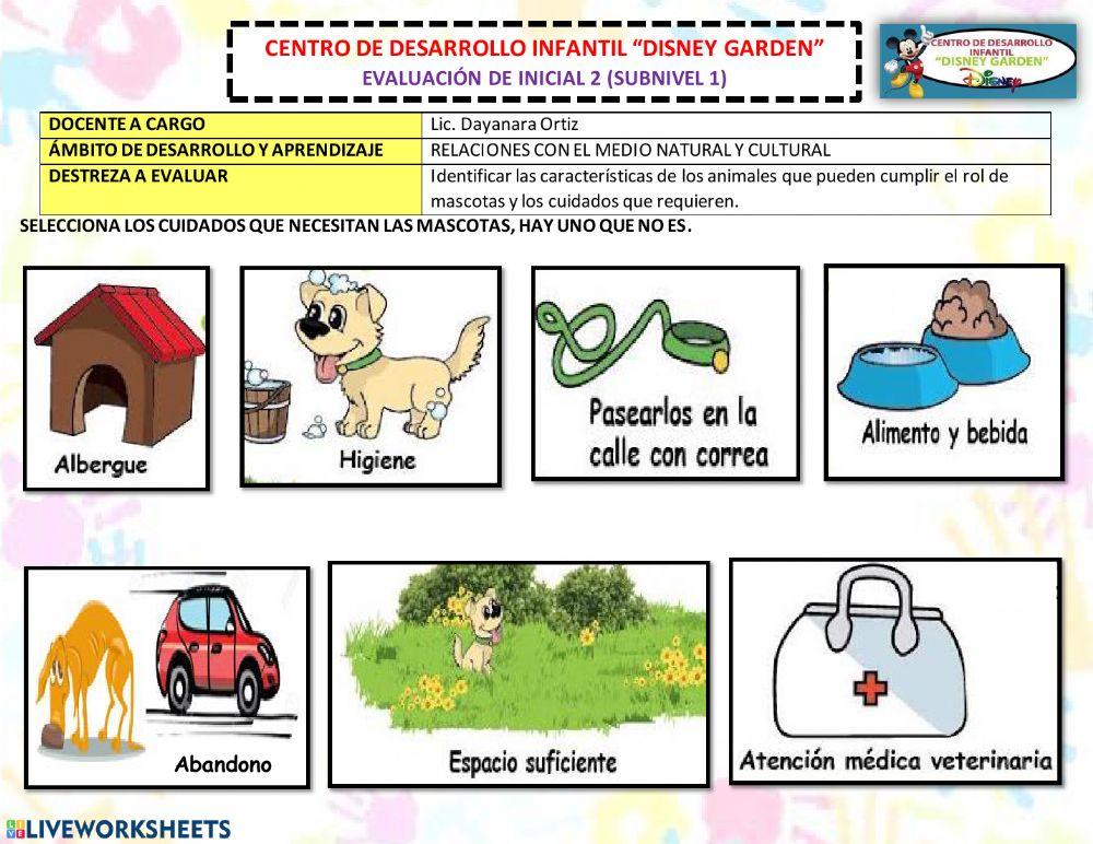 Cuidados paras las mascotas