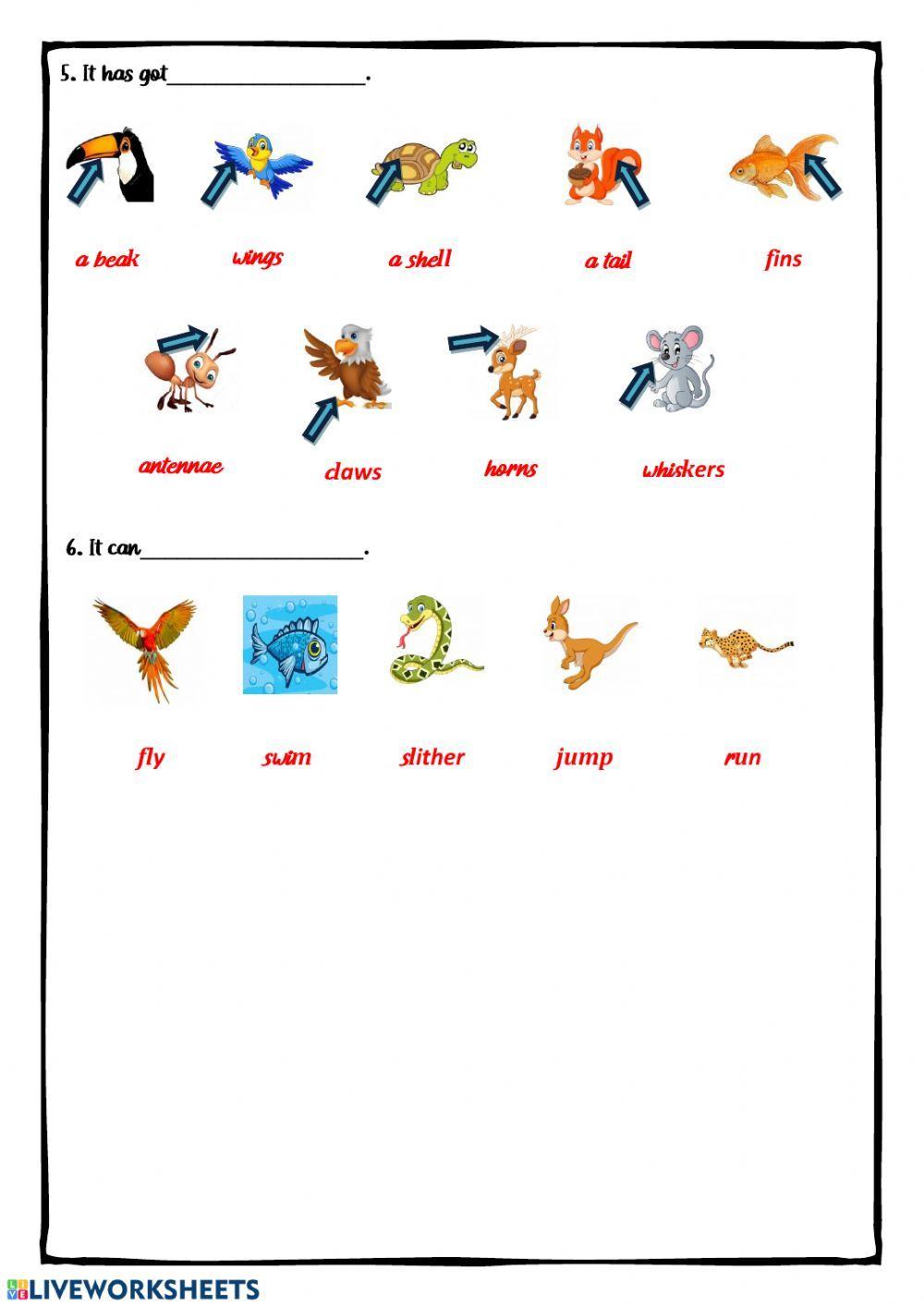 How to describe an animal