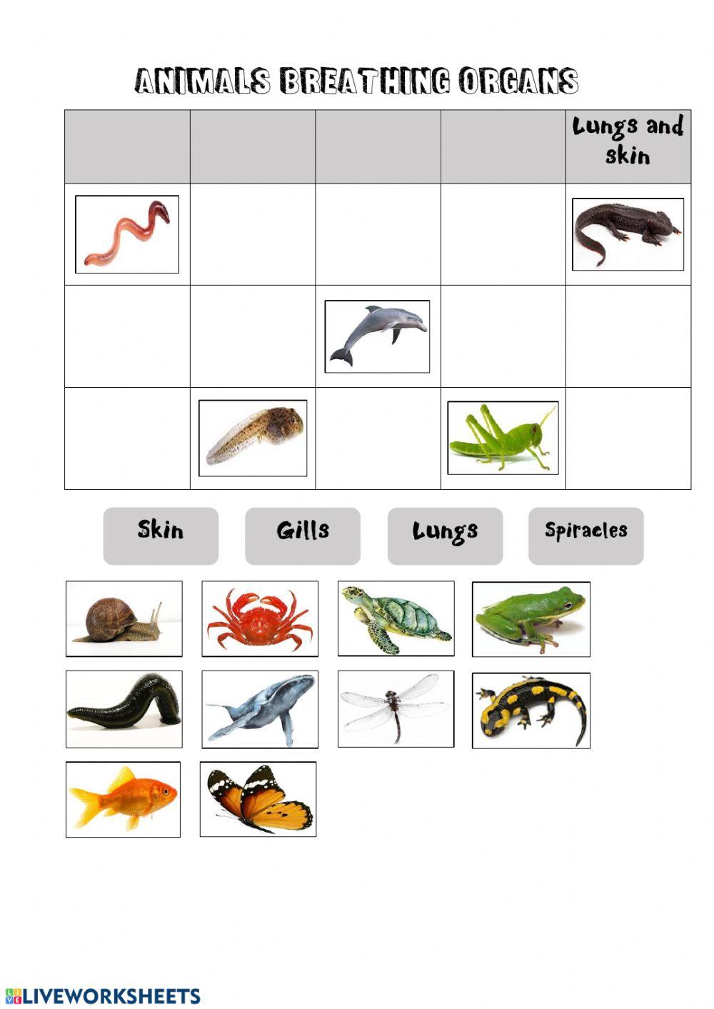 Animal breathing organs