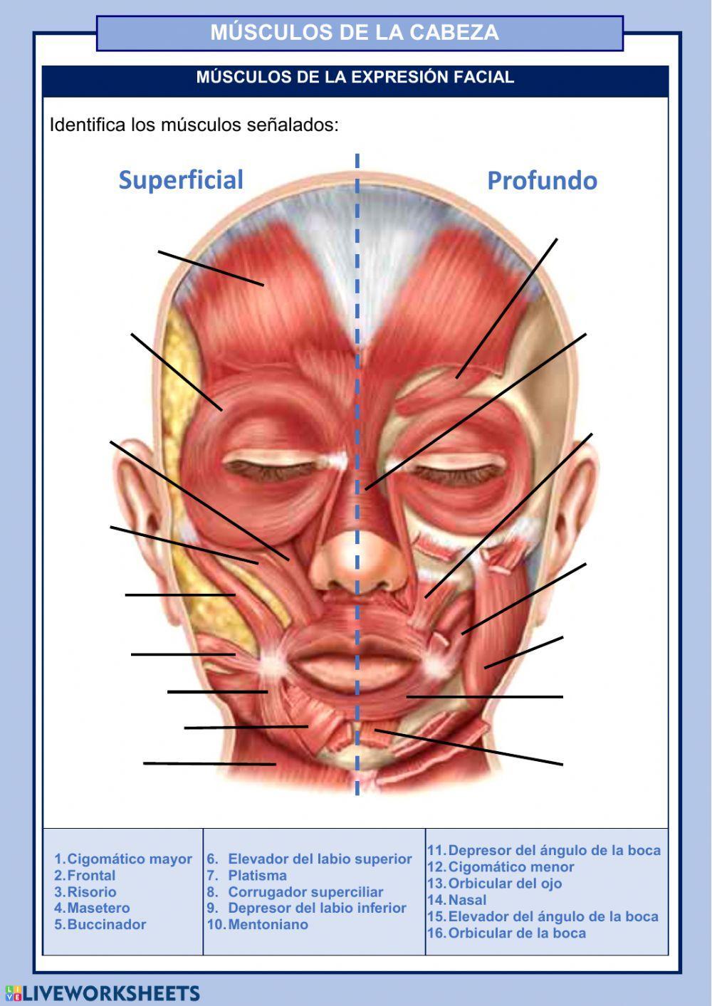 MÚSCULOS DE LA CABEZA
