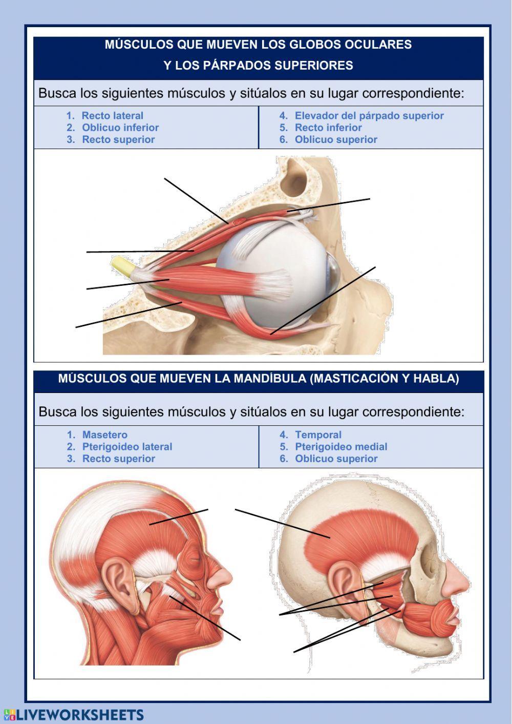 MÚSCULOS DE LA CABEZA