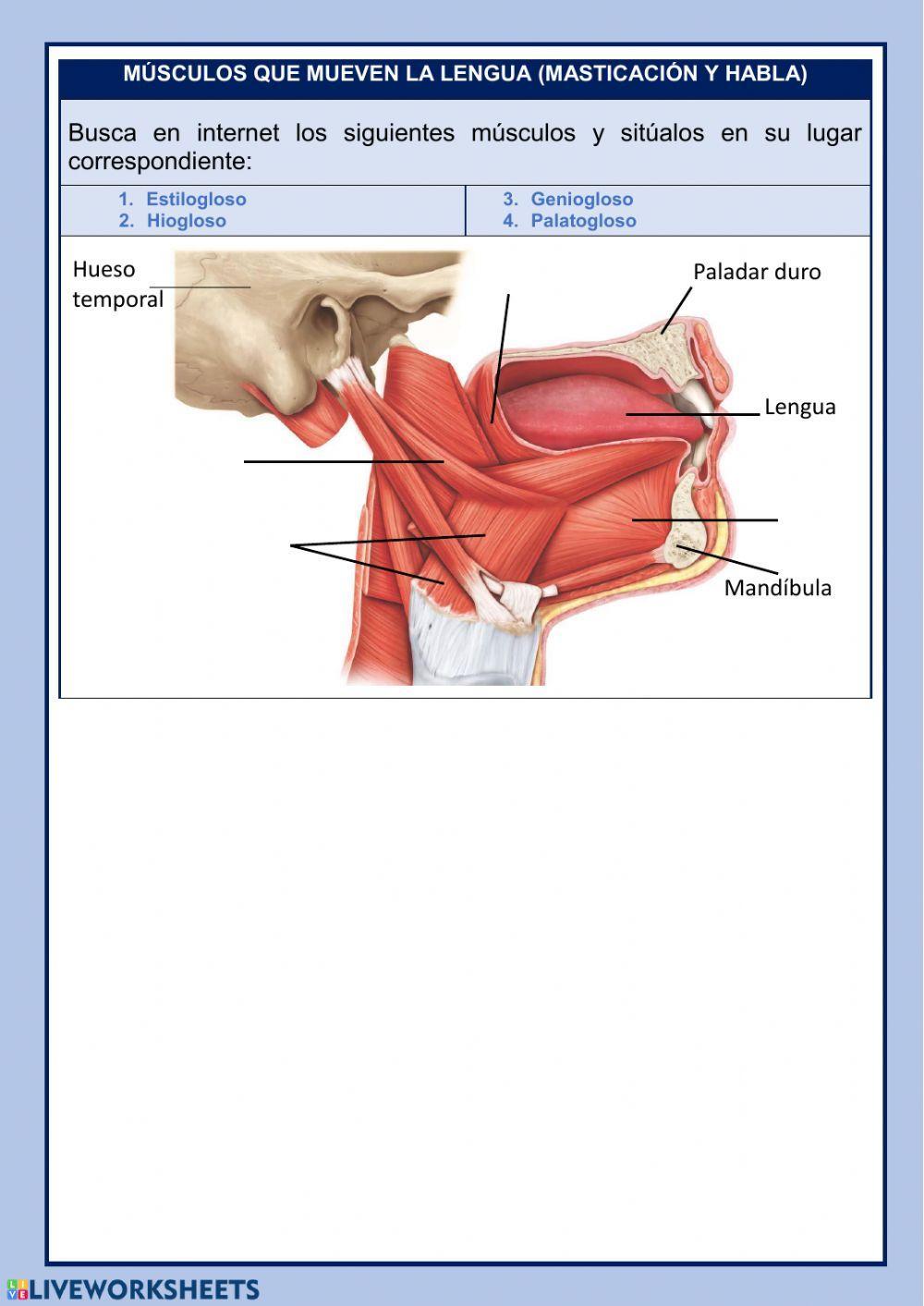 MÚSCULOS DE LA CABEZA