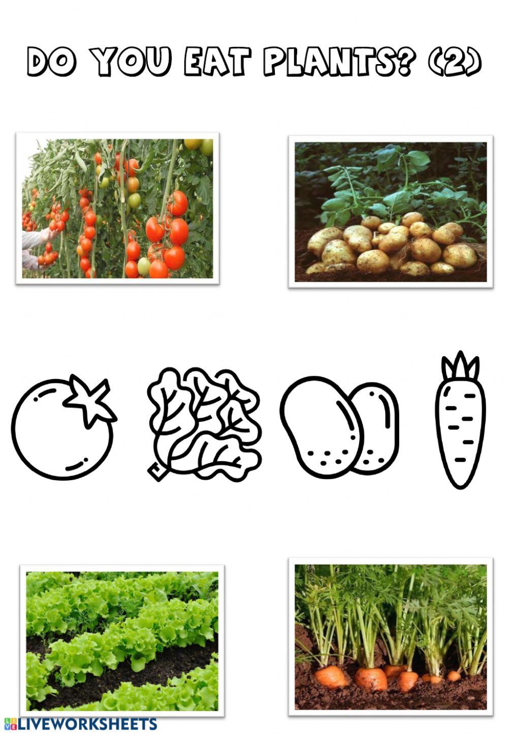 Do you eat plants? Vegetables